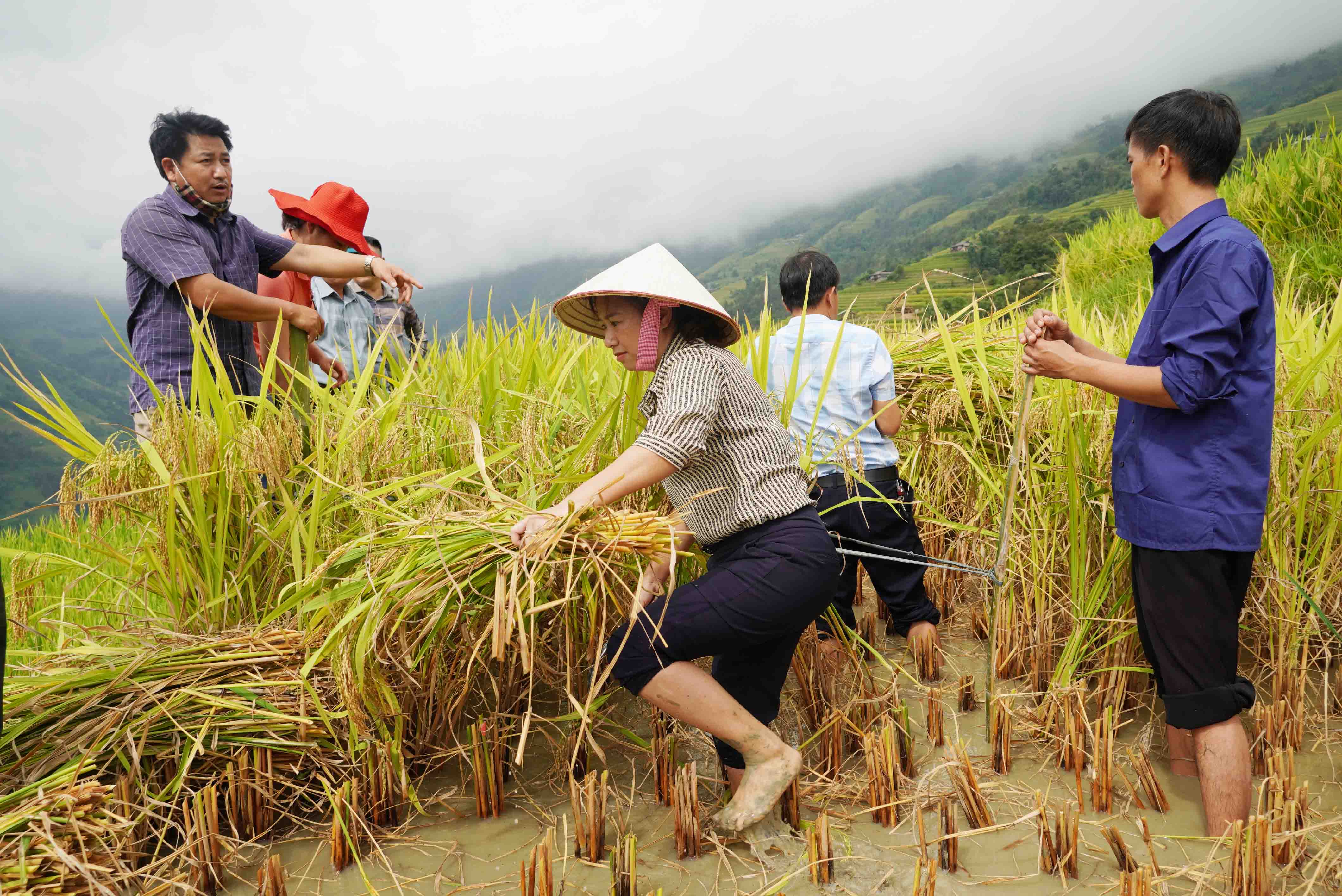 Hoàng Su Phì tập trung thu hoạch lúa vụ mùa triển khai sản xuất vụ đông